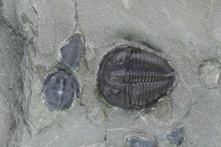 Bolaspidella Trilobites From Wheeler Shale, Utah #97210